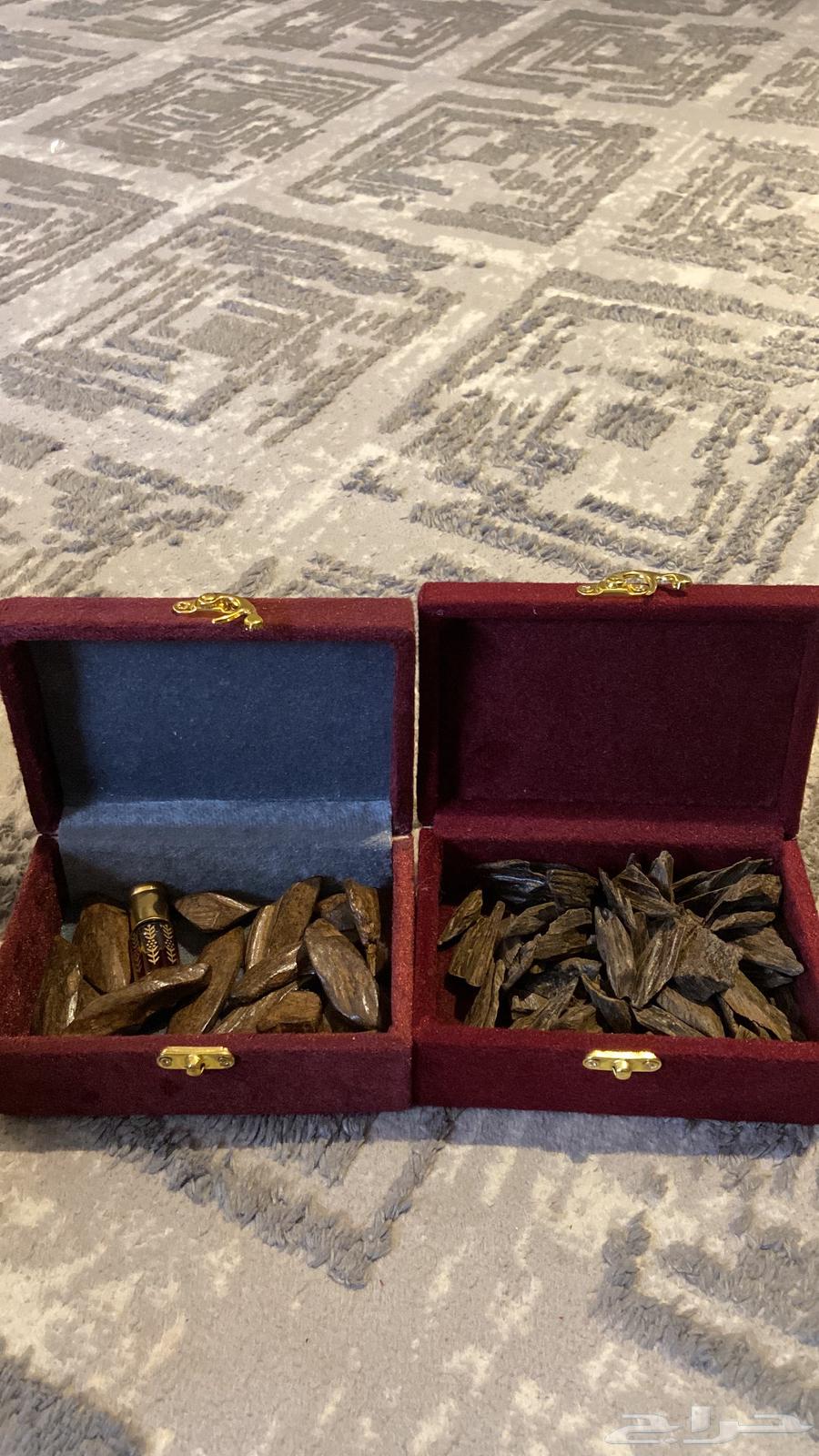 العود الازرق الملكي تبوك توصيل فوري64429357356162112