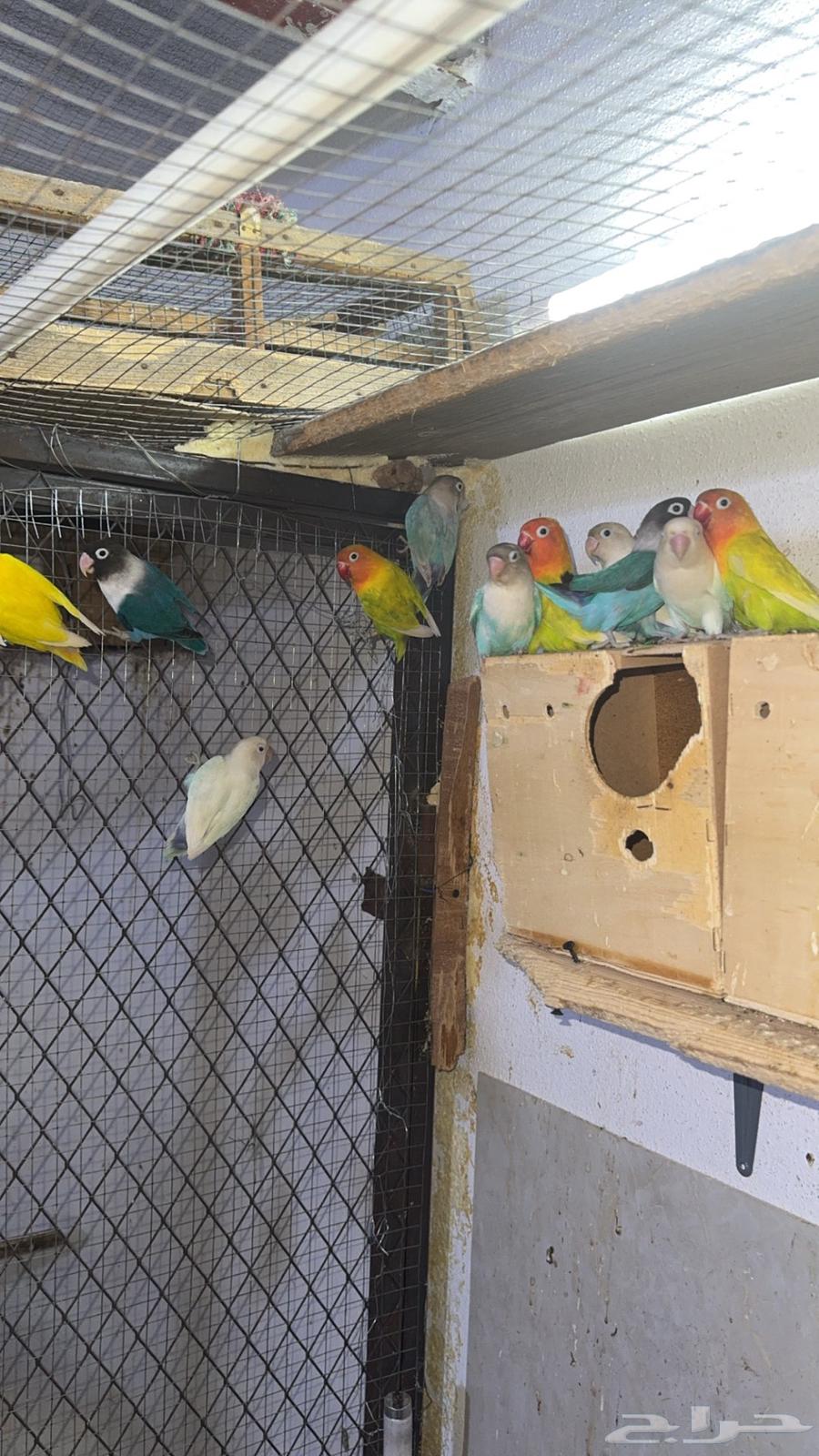 مطير فيشر هولندي البيع جملة فقط64431951389953110