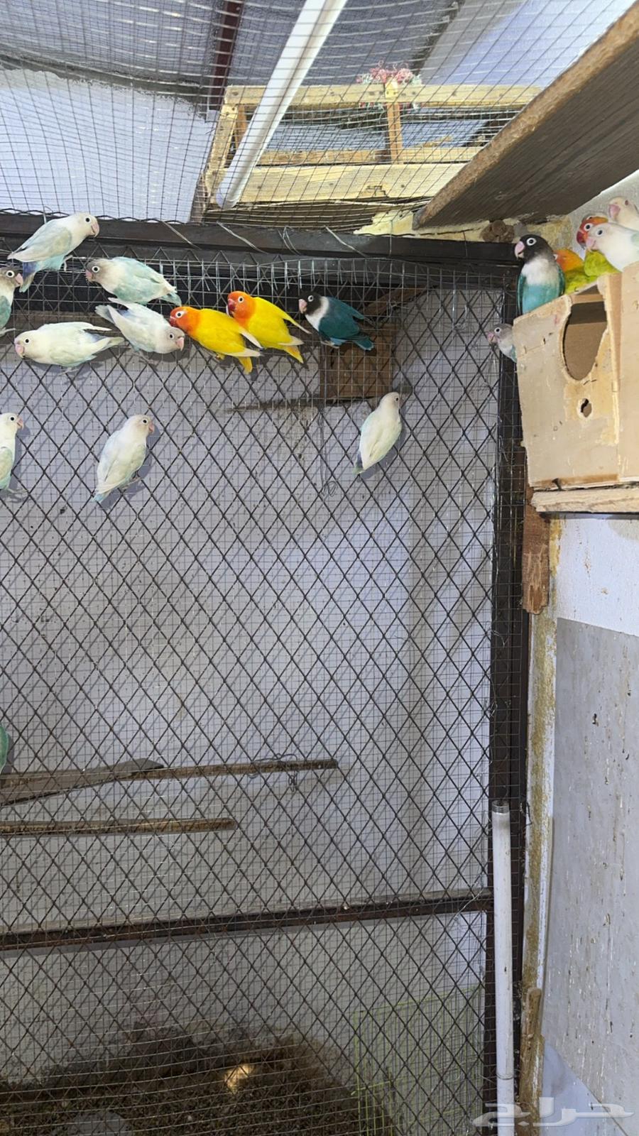 مطير فيشر هولندي البيع جملة فقط64431951389953113