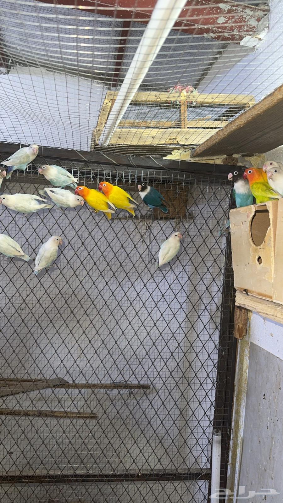 مطير فيشر هولندي البيع جملة فقط64431951389953114