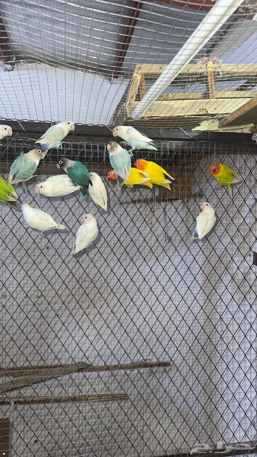 مطير فيشر هولندي البيع جملة فقط64431951389953111