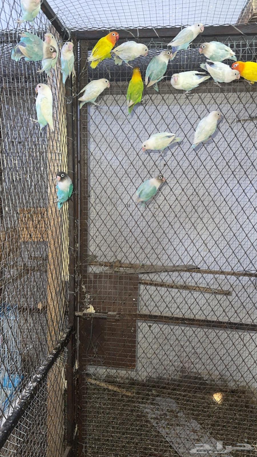 مطير فيشر هولندي البيع جملة فقط64431951389953112