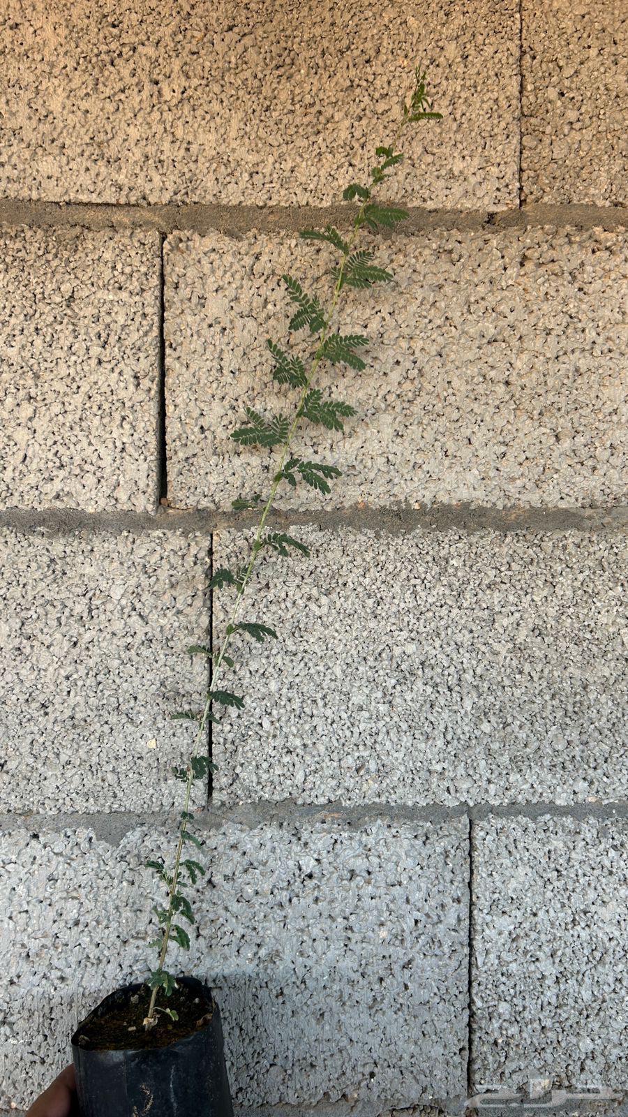 للبيع شتلات سيال64431964637442112