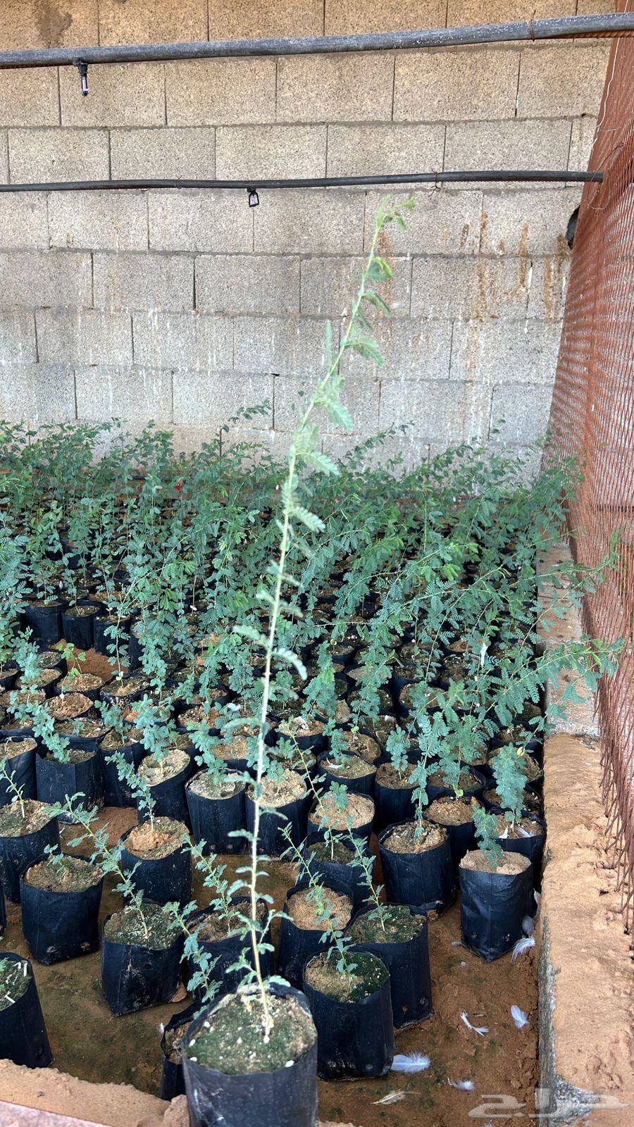 للبيع شتلات سيال64431964637442111