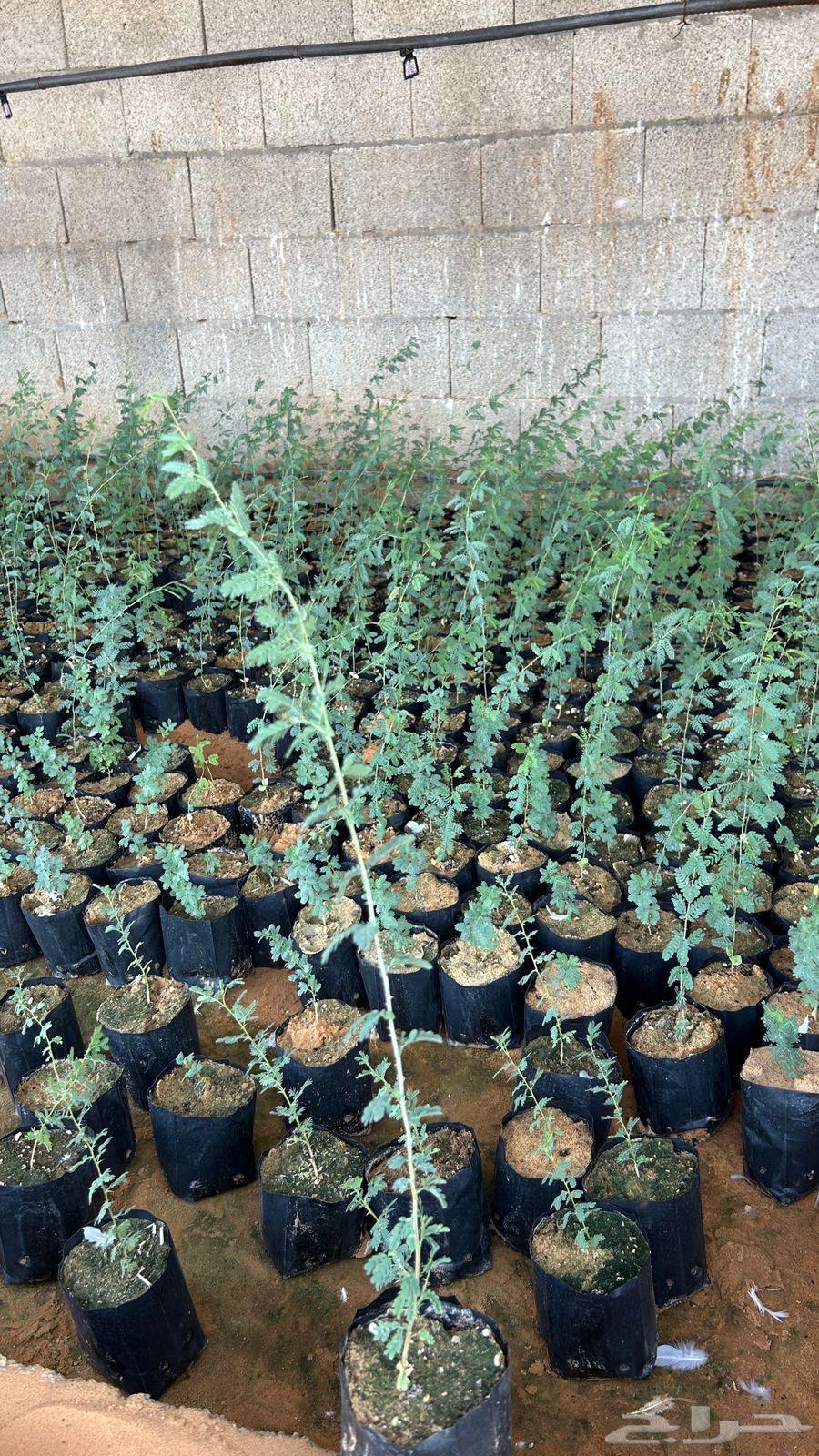 للبيع شتلات سيال64431964637442110