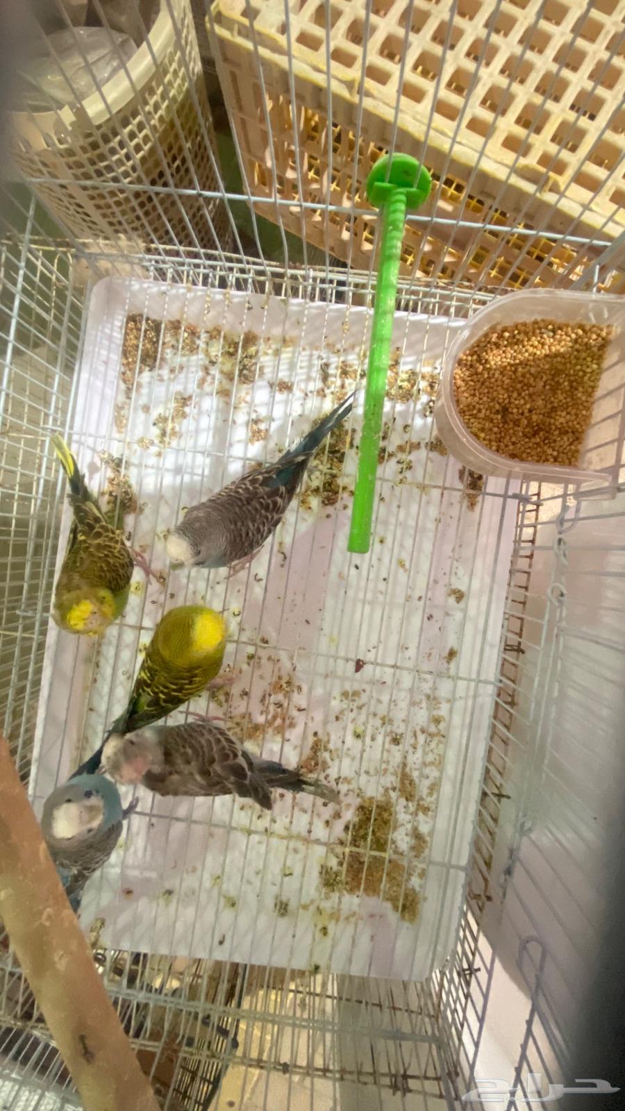 طيور حب64432305352067111