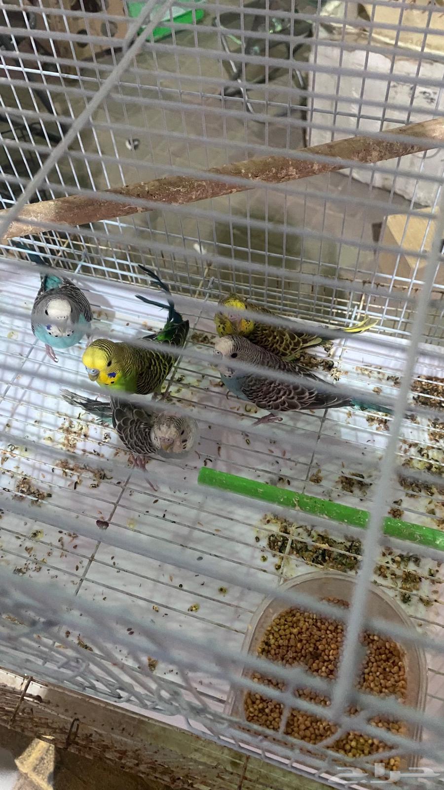 طيور حب64432305352067113