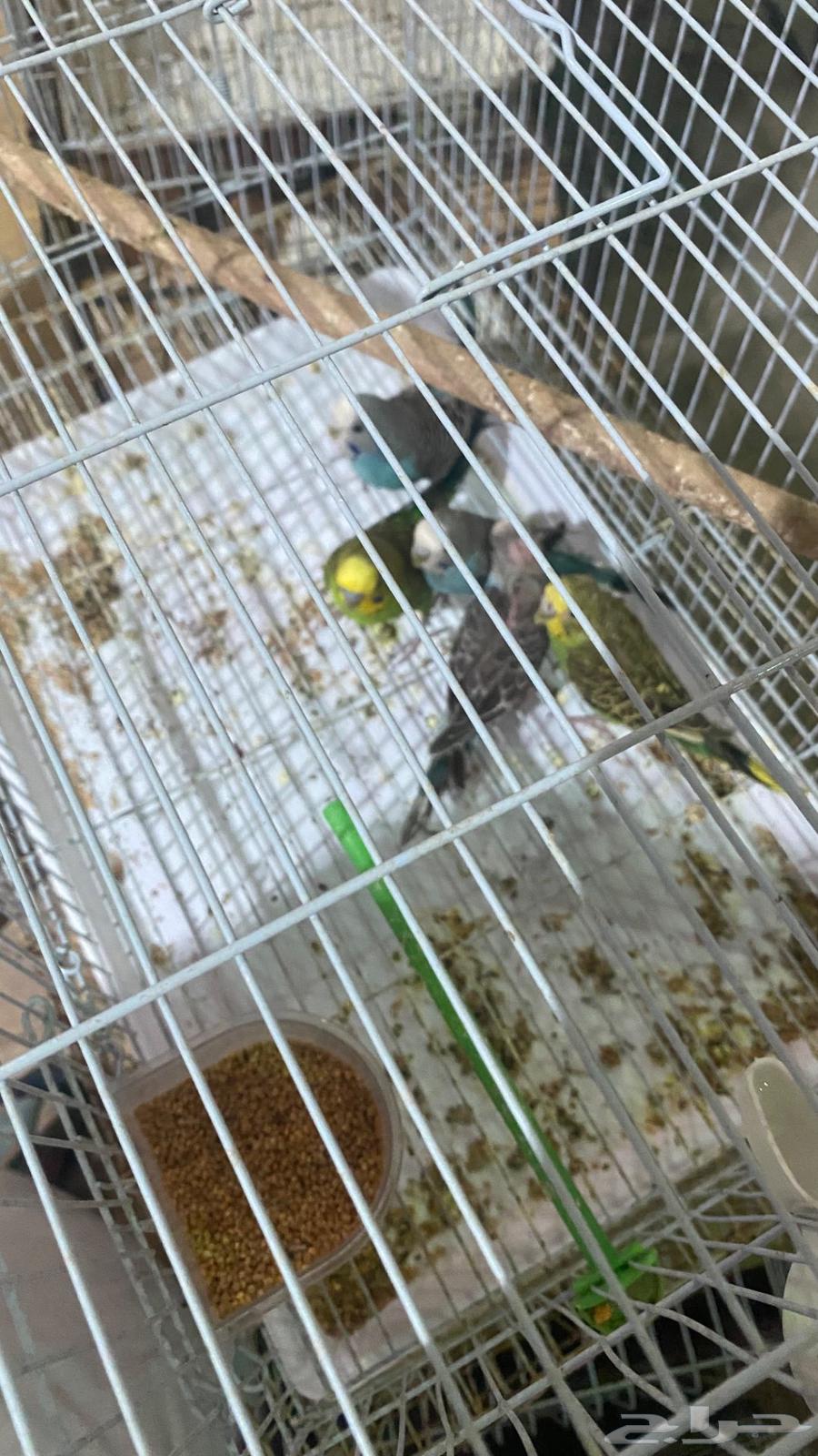 طيور حب64432305352067112