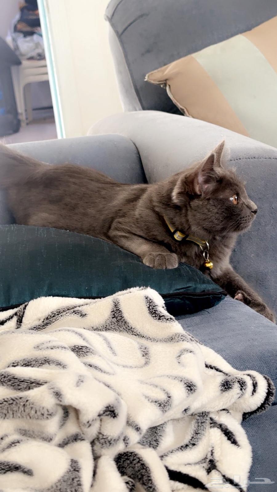 قط للبيع64433080529537111