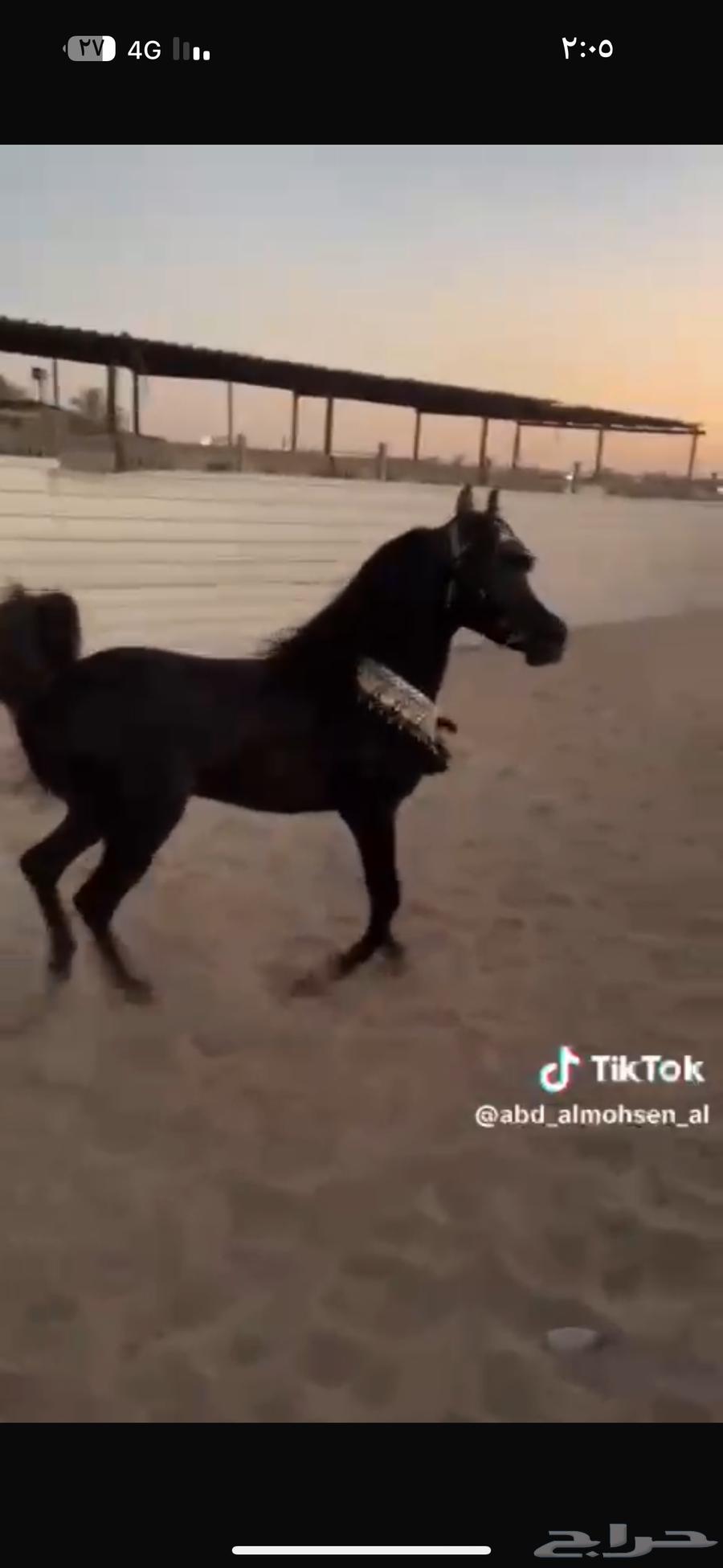 مهرة سودا دهما شعبيه للبيع64425556369923110