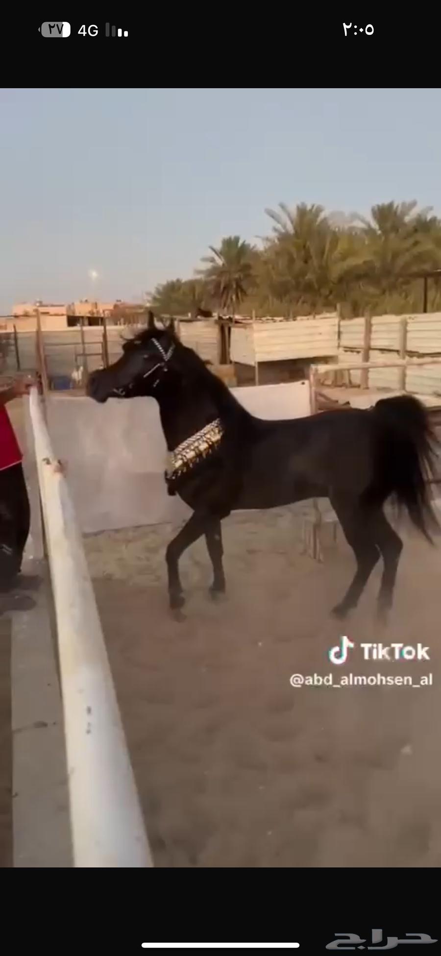 مهرة سودا دهما شعبيه للبيع64425556369923111