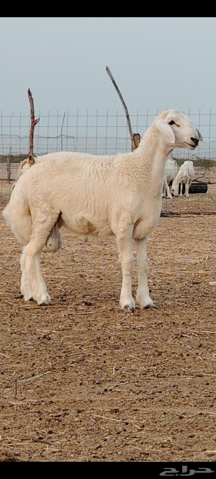 مشروع فحل تم البيع64431318771073110