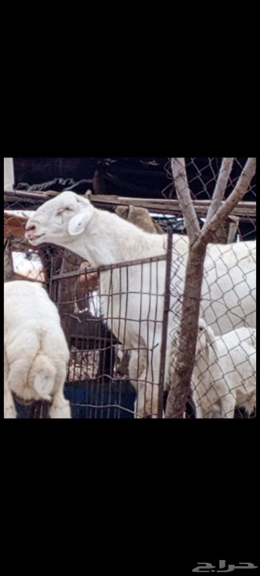 مشروع فحل ابرص تم البيع64426456668675110