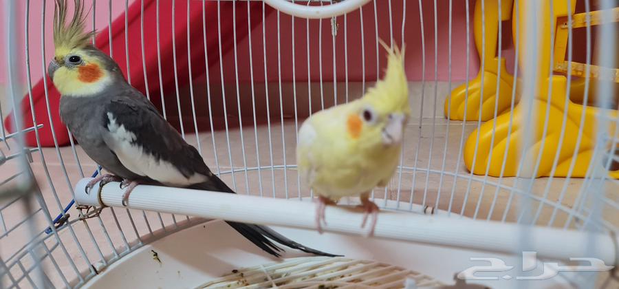 Crown case64433579724929110