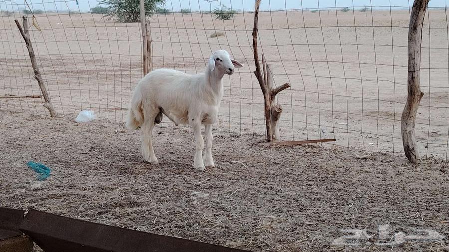 مشروع ابرص تم بيعه64433966950402111