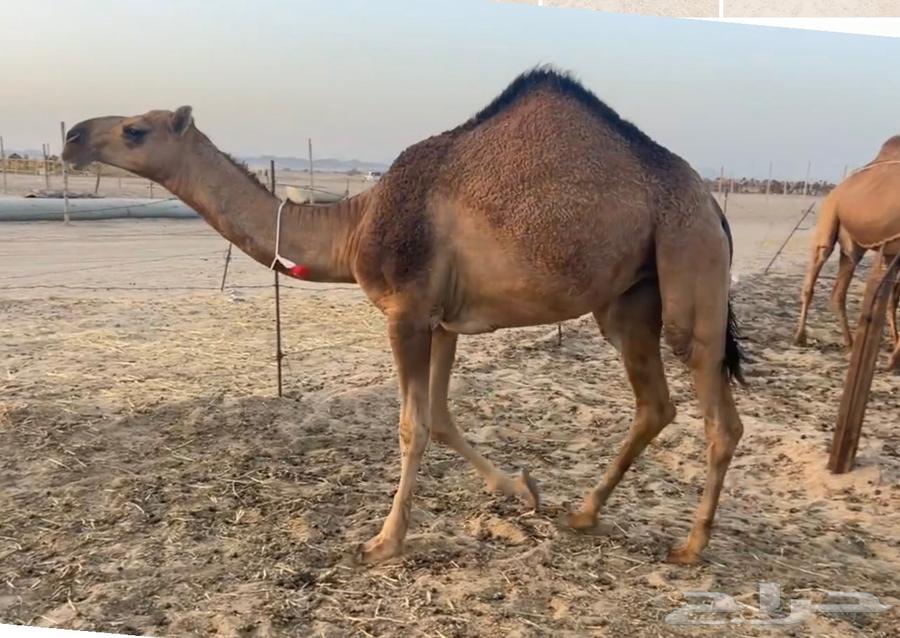 Beautiful red she-camel64432237740035111