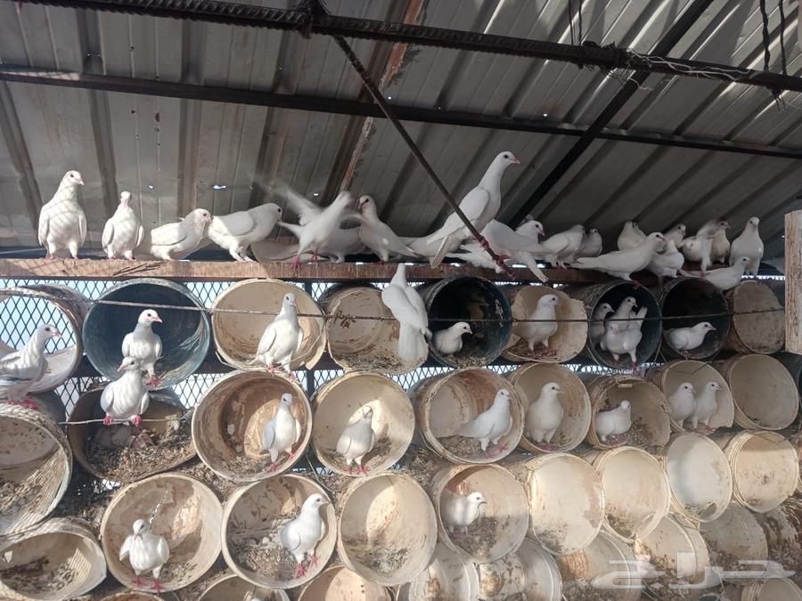 حمام فرنسي سوبر جامبو64431685285121111