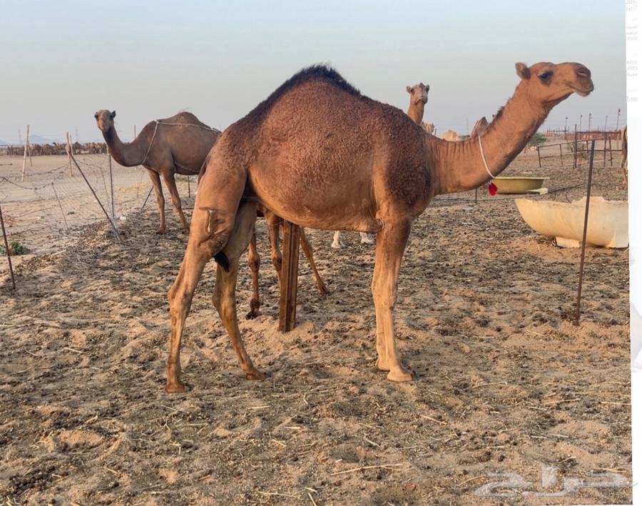 Beautiful red she-camel64432237740035110