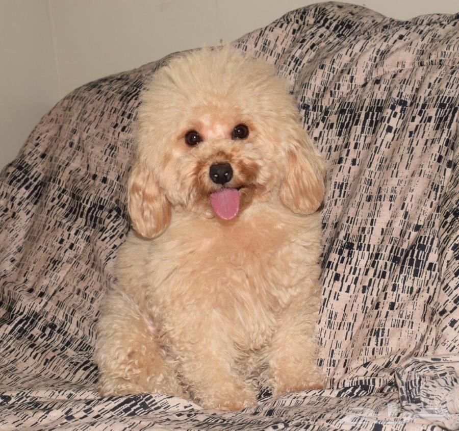 انثي توي بودل64428282253441111