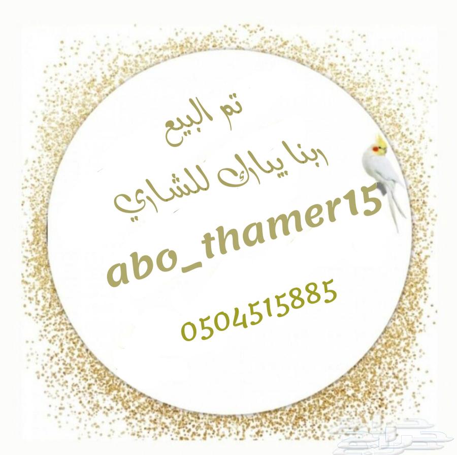 فرخ درة هندي (( تم البيع ))64402650321923110