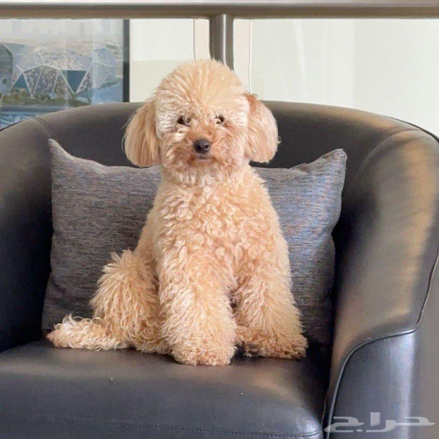 انثي توي بودل64428282253441110