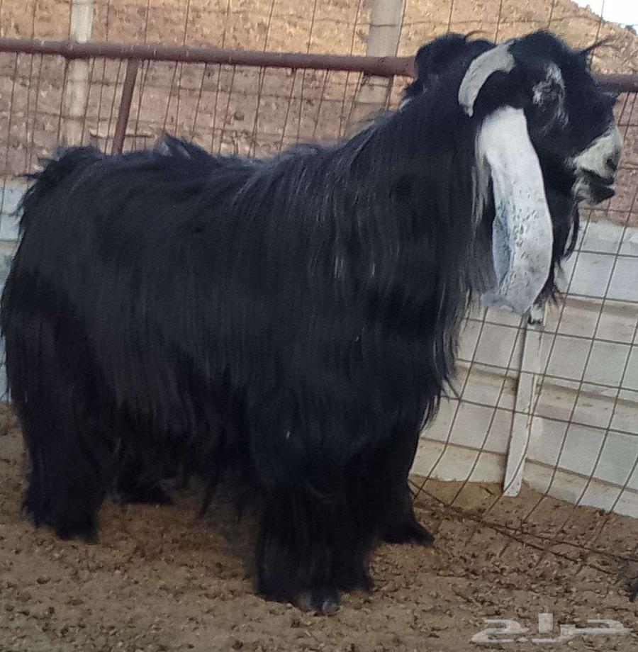 Project Buck Show Goat64432863273091112