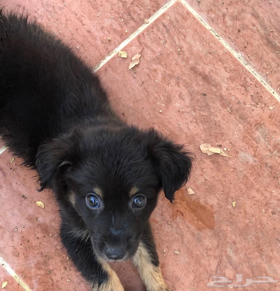 جرو جيرمن شيبرد للبيع64430913880705110