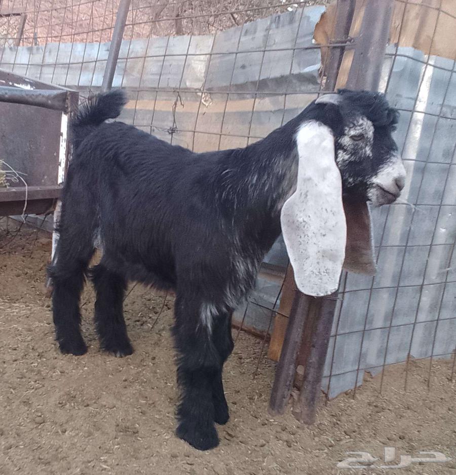 Project Buck Show Goat64432863273091111