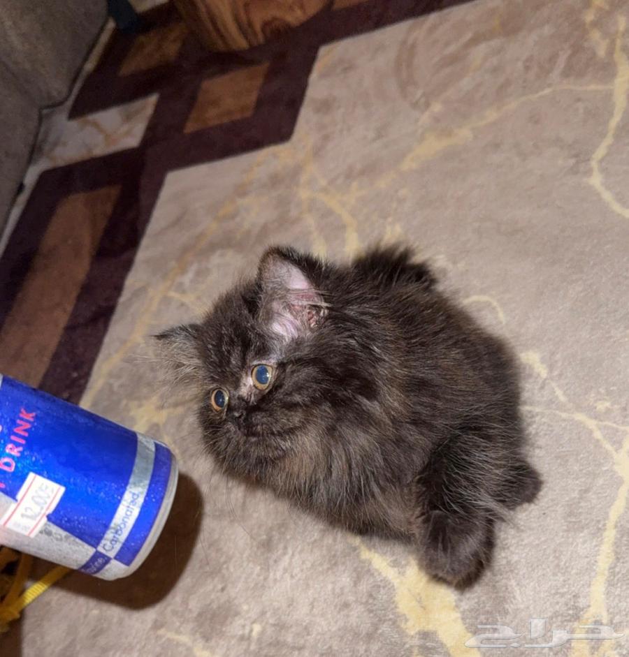 تم البيع64434768445186110