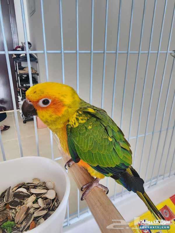 صن كنيور فرخ64442803128194110