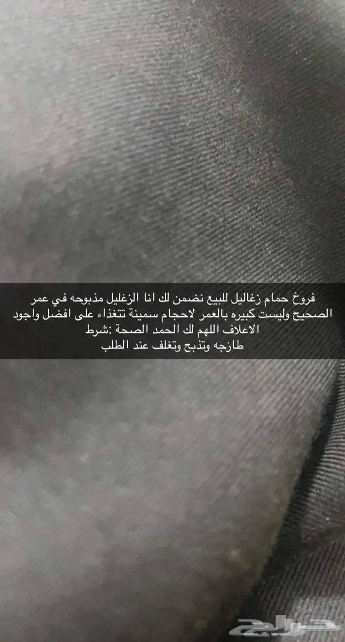 للبيع زغليل حمام فرنسي ابيض وسلفر64438726548995114