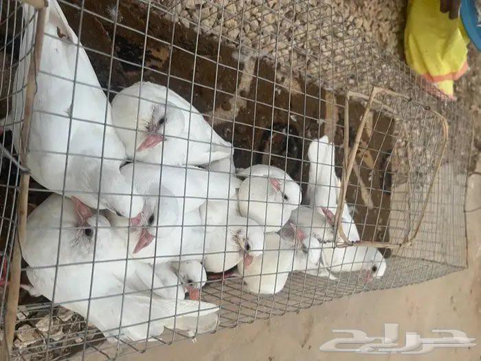 للبيع زغليل حمام فرنسي ابيض وسلفر64438726548995113