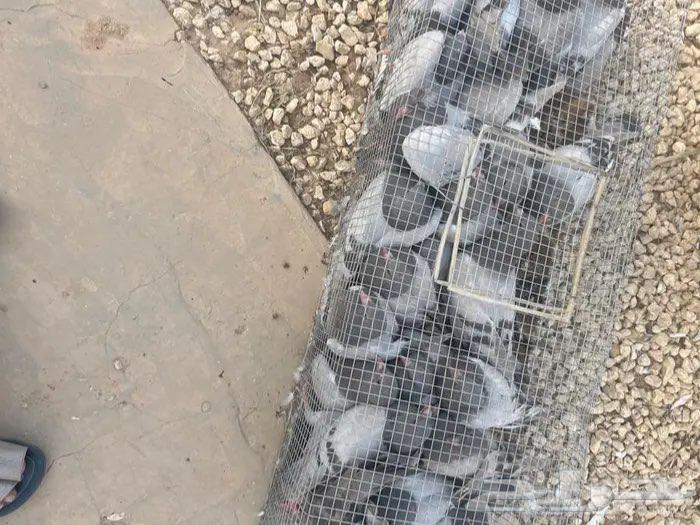 للبيع زغليل حمام فرنسي ابيض وسلفر64438726548995111