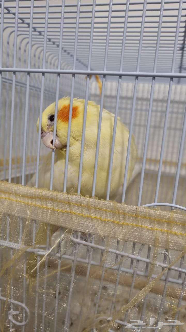 كروان أليف للبيع64435984244737112