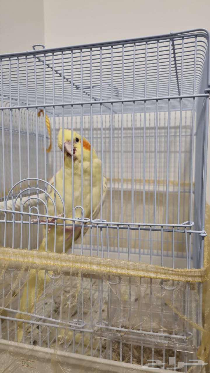 كروان أليف للبيع64435984244737113