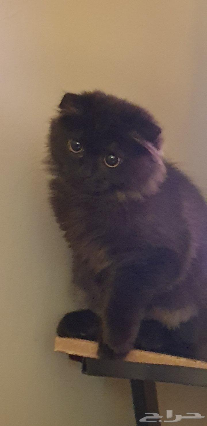 للبيع قطه أنثى سكوتش فولد   شيرازي64439890552962113