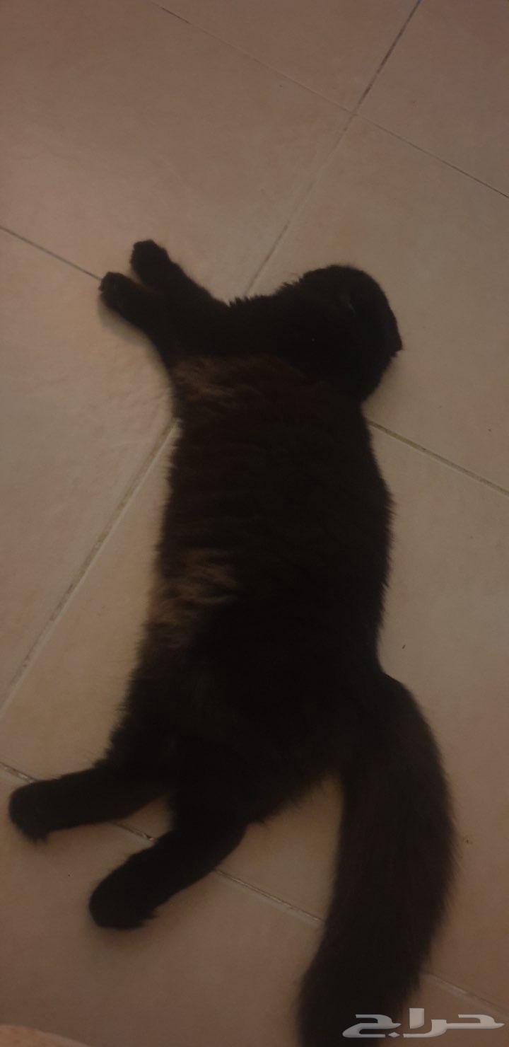 للبيع قطه أنثى سكوتش فولد   شيرازي64439890552962114