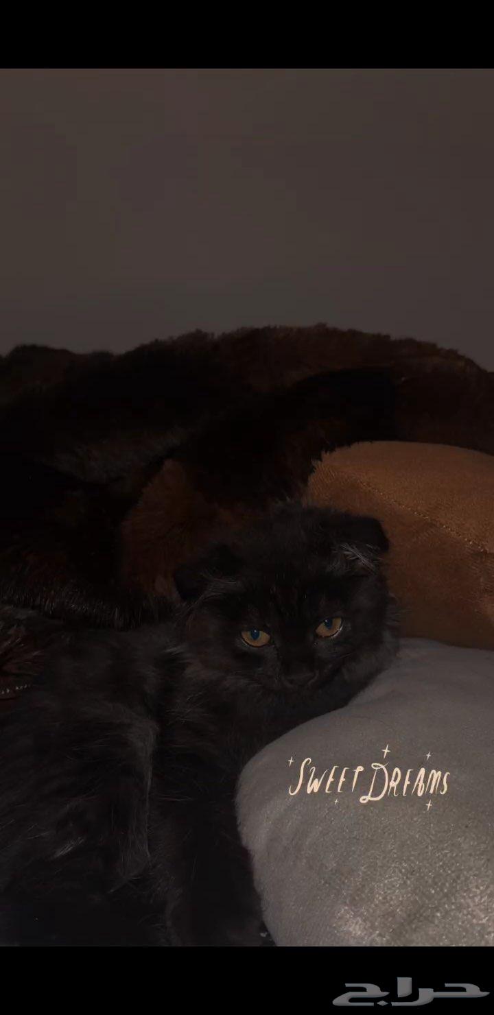 للبيع قطه أنثى سكوتش فولد   شيرازي64439890552962111