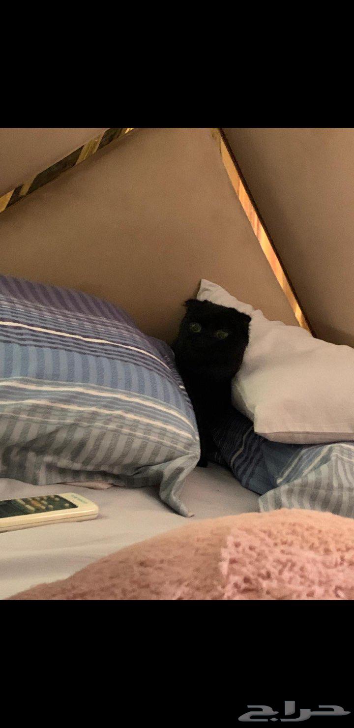 للبيع قطه أنثى سكوتش فولد   شيرازي64439890552962112