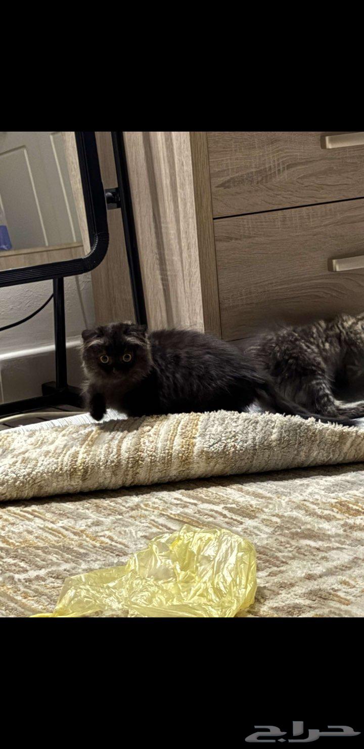 للبيع قطه أنثى سكوتش فولد   شيرازي64439890552962110