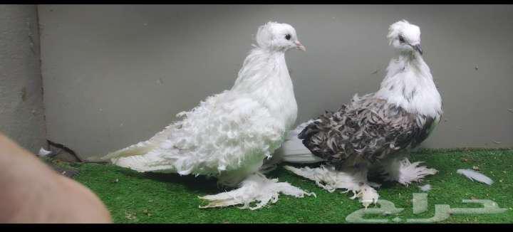 Twisted Dove Pair64439802256258110