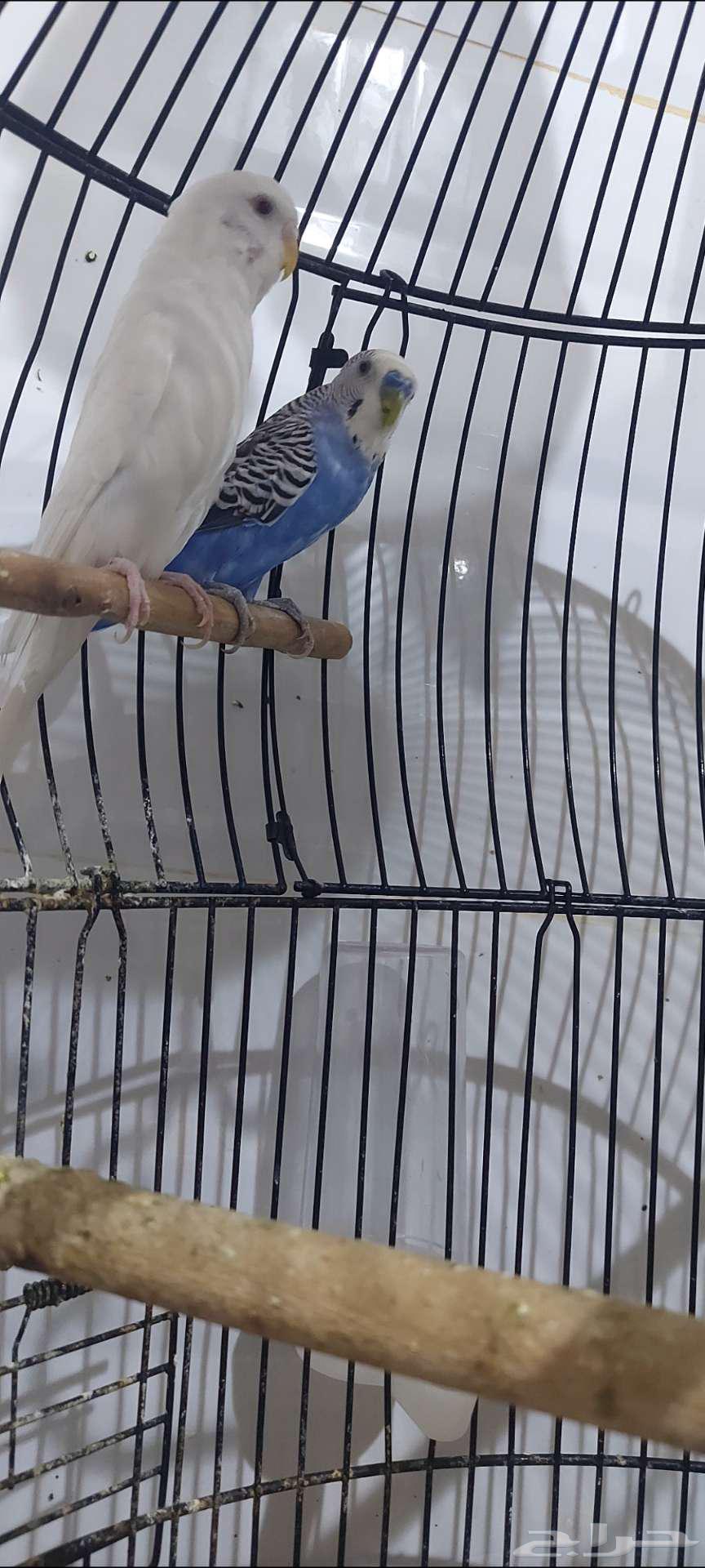 جوز بادجي للبيع64438324480258110