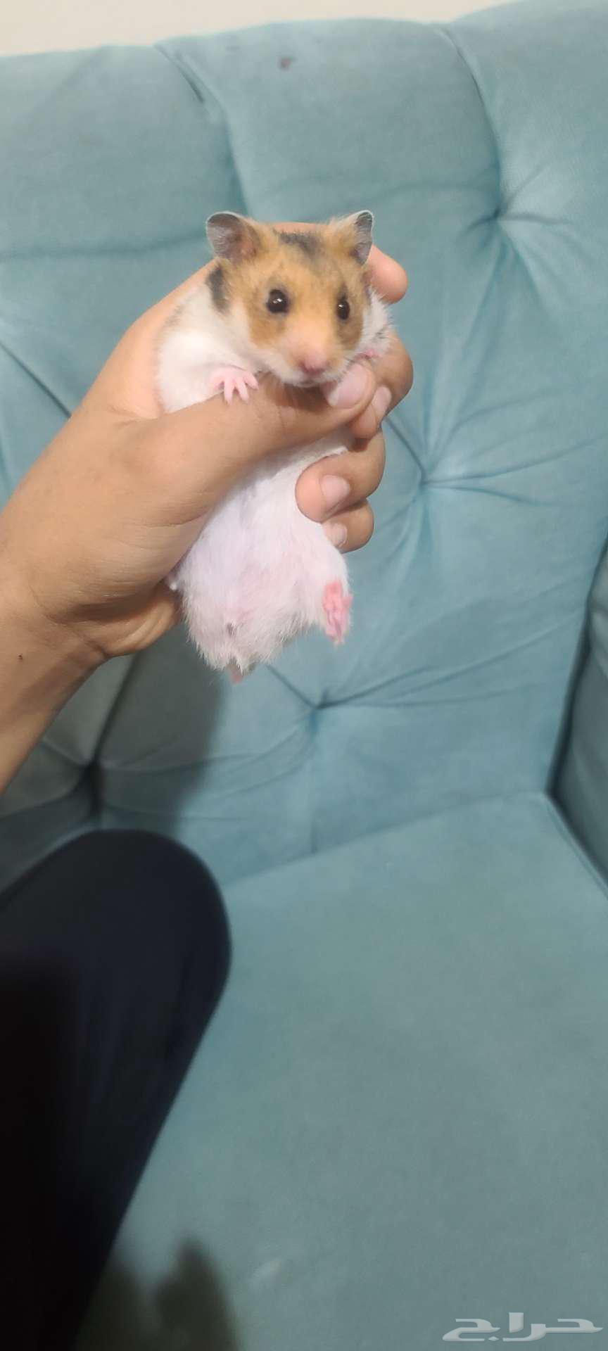 زوج هامستر للبيع64439023225858110
