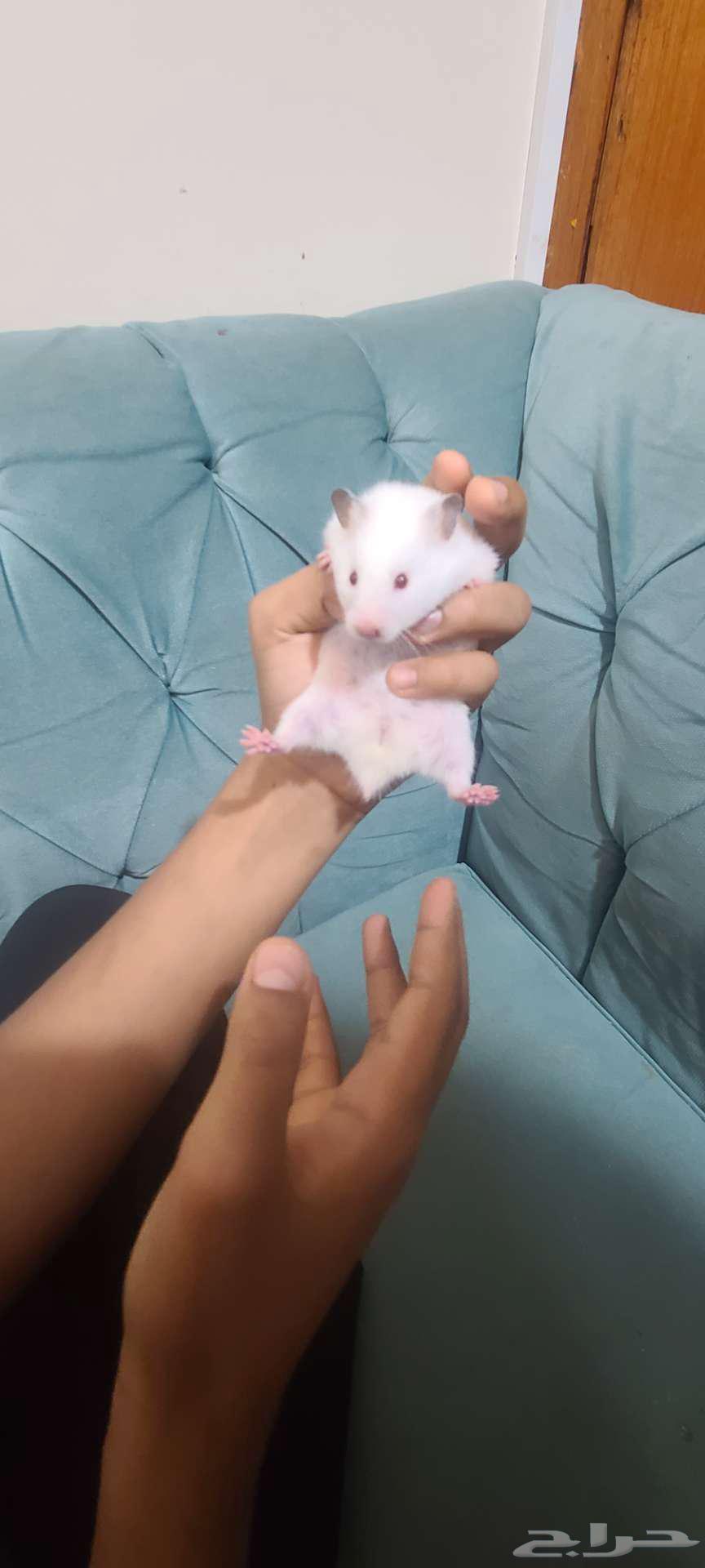 زوج هامستر للبيع64439023225858111