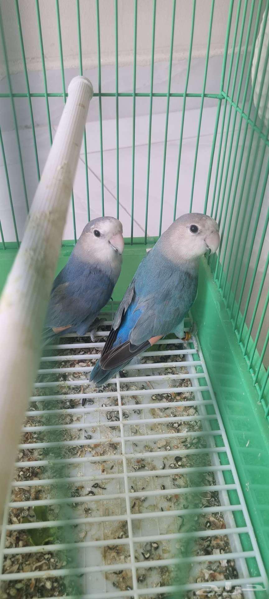 للبيع طيور روز جوز فايلوت اوبلاين64440573919363112