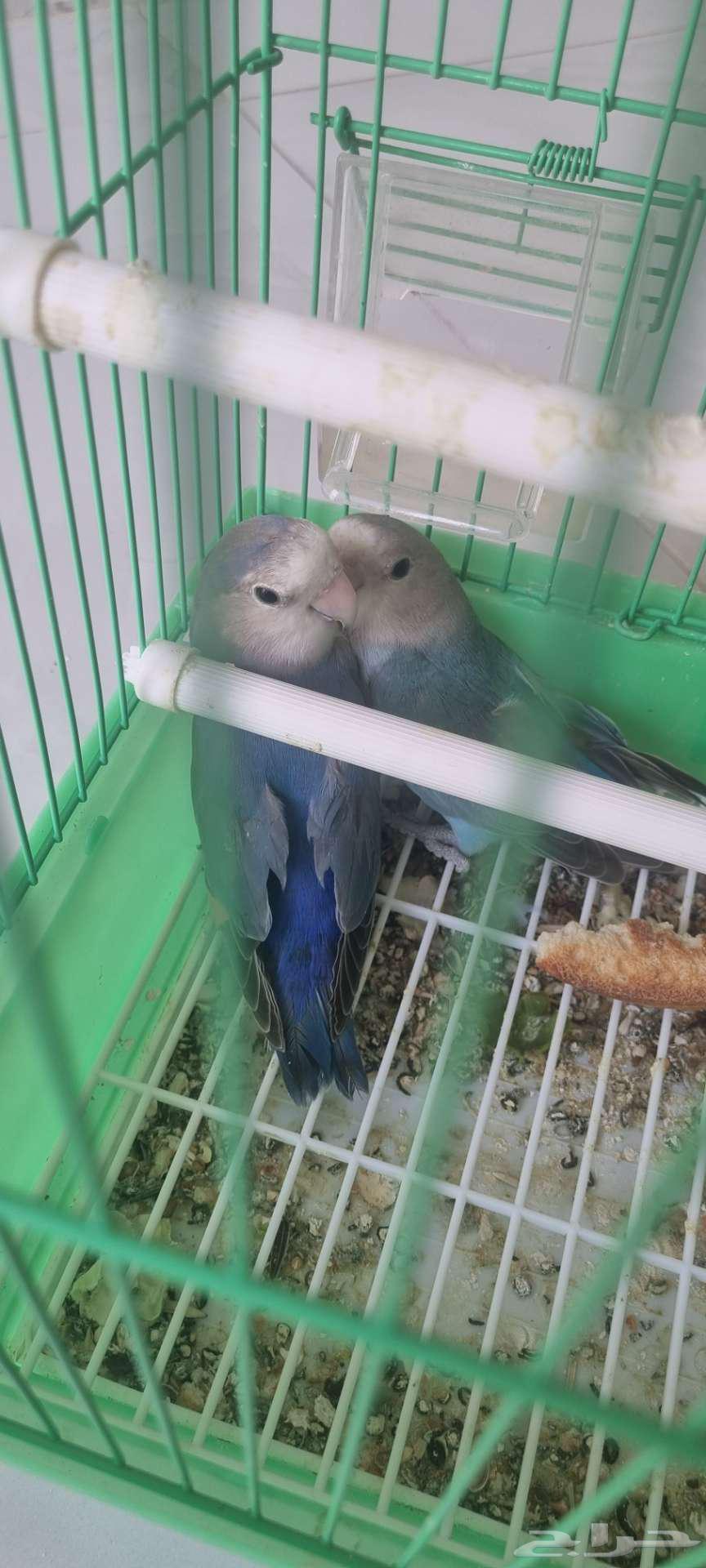 للبيع طيور روز جوز فايلوت اوبلاين64440573919363111