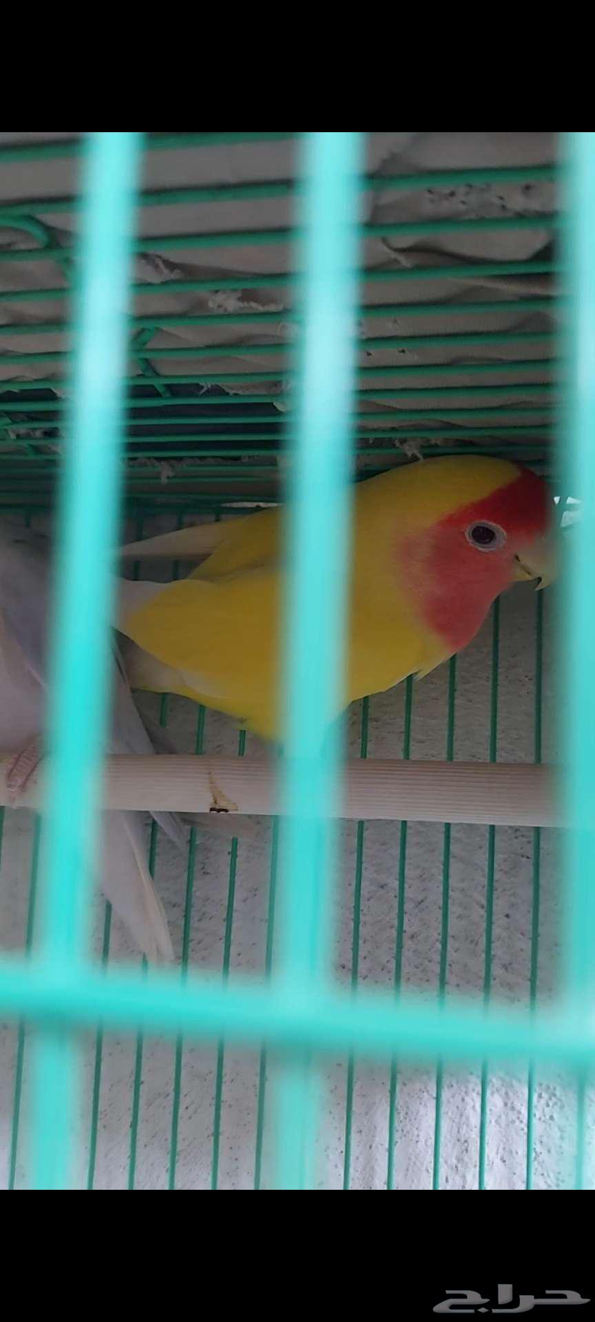 Rose birds for sale64442186496385110