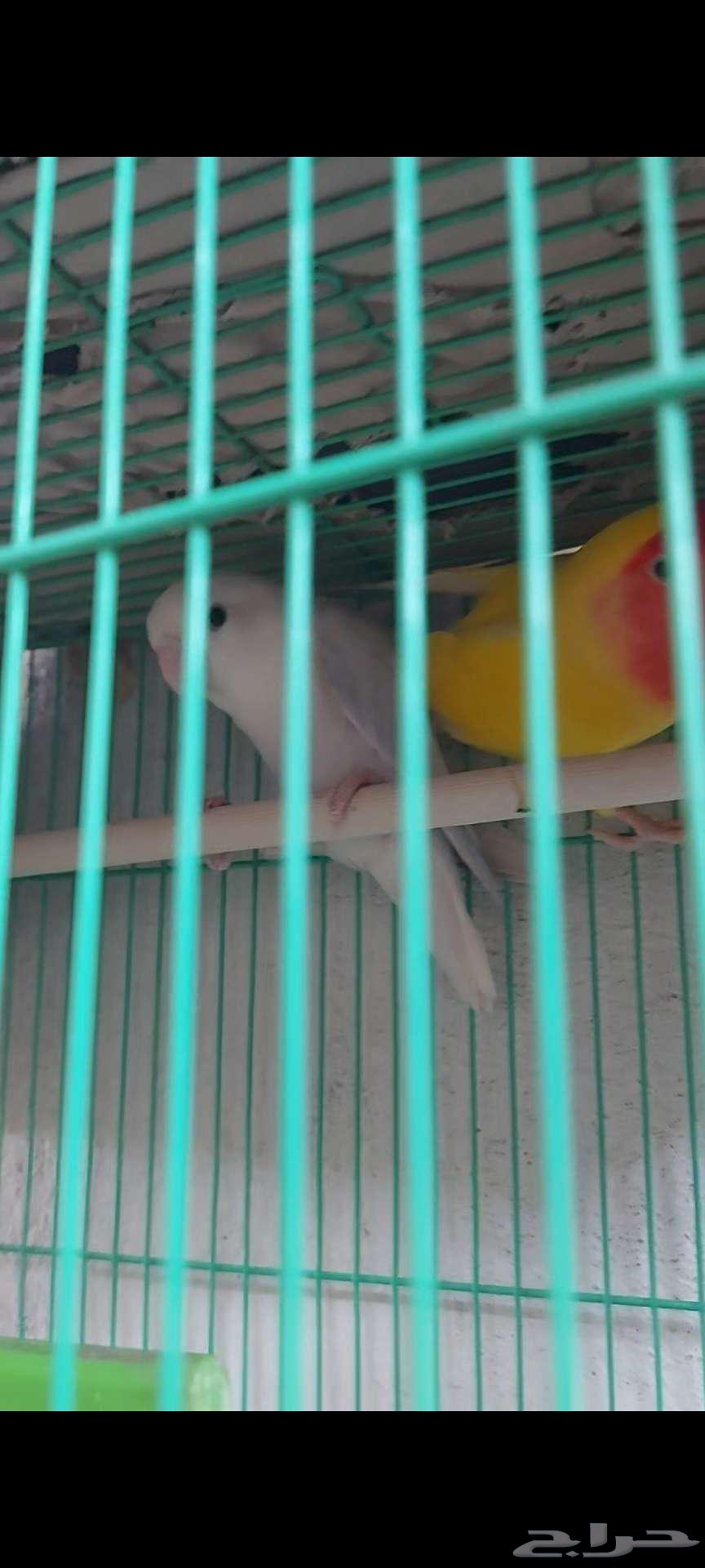 Rose birds for sale64442186496385111