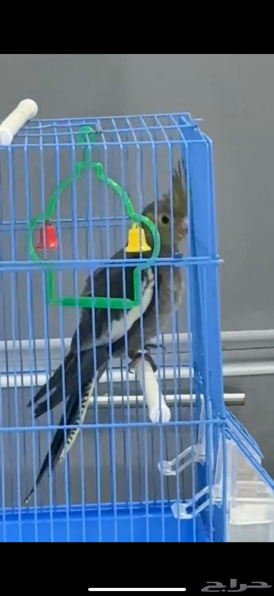 طير كروان64434958991874110