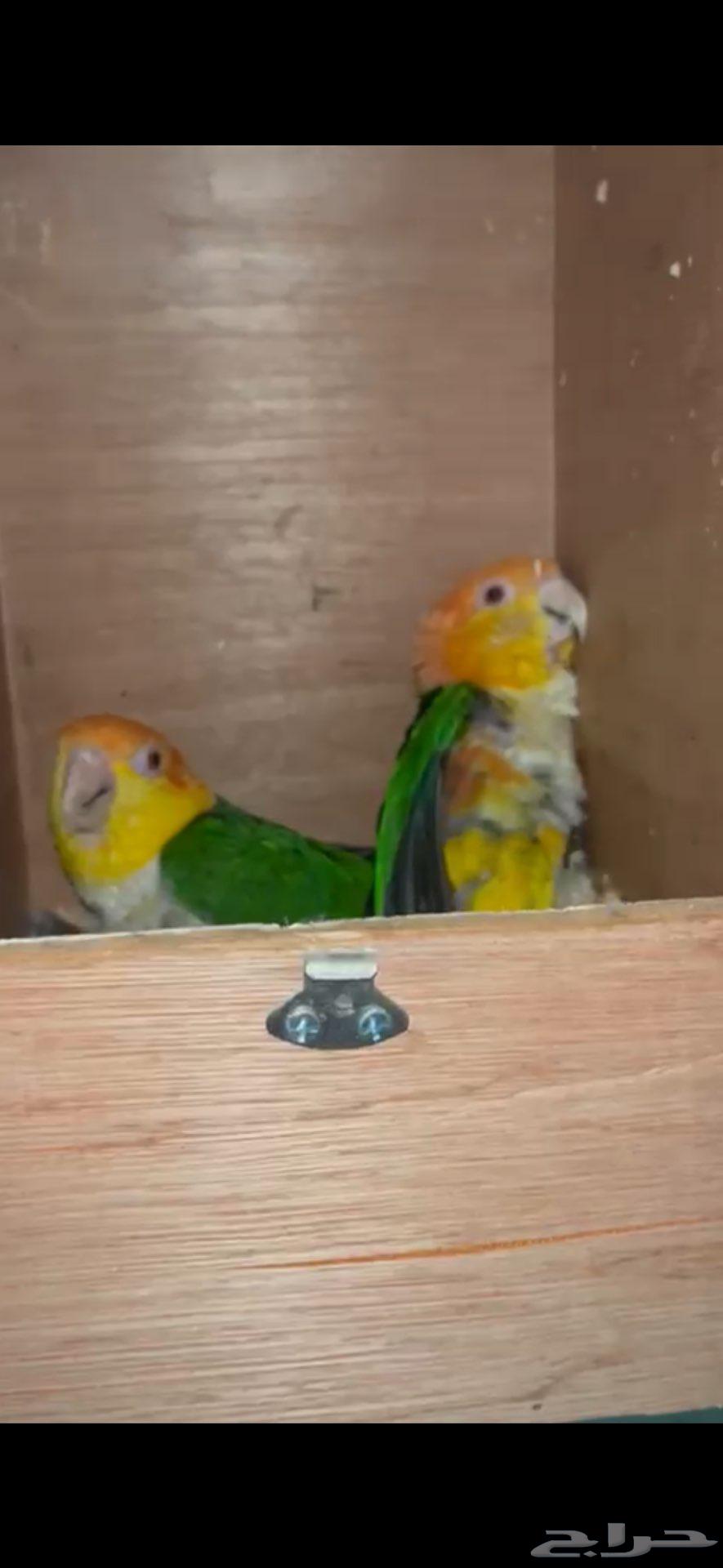 جوز كايك وايت بلي منتج64440397262467111